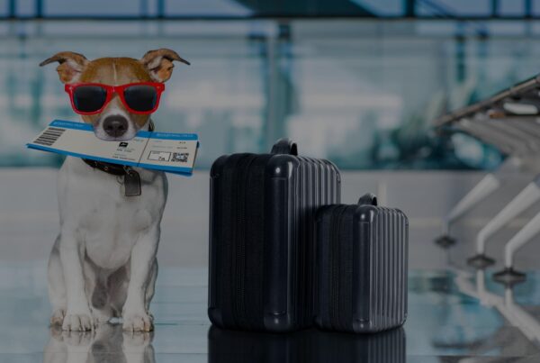A small dog wearing red sunglasses holds a boarding pass in its mouth, sitting next to two black suitcases in an airport terminal—ready for travel while highlighting pet safety at the airport.
