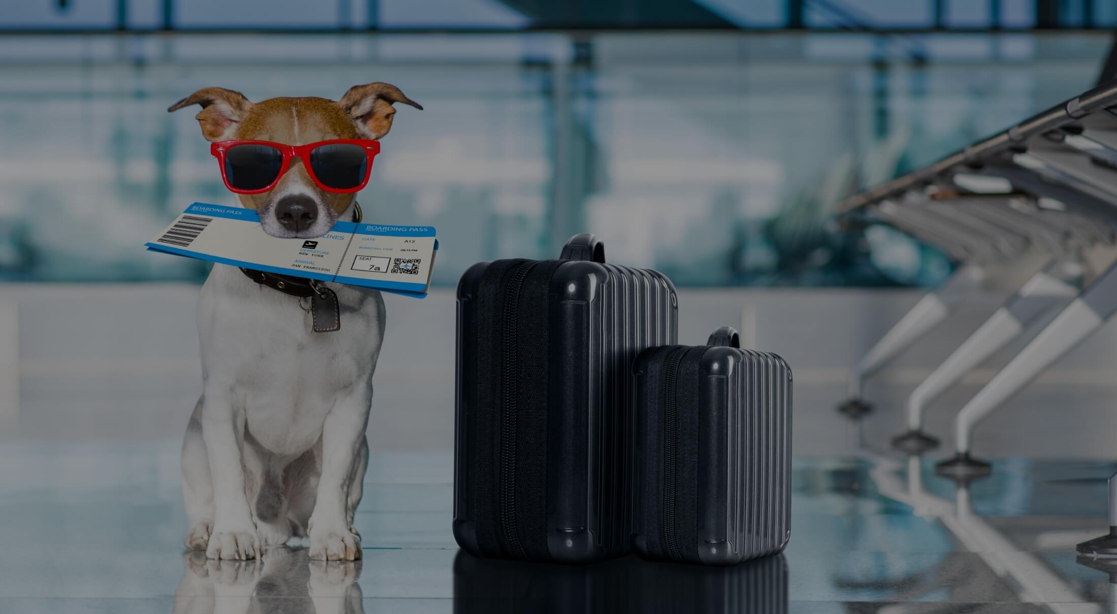 TSA Warning for Pet Owners