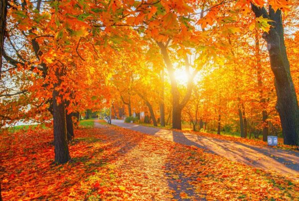 A sunlit park path, embodying the quiet travel trend, is lined with tall trees covered in vibrant orange and yellow autumn leaves. Sun rays shine through the branches, creating a warm, glowing atmosphere and inviting peaceful exploration.