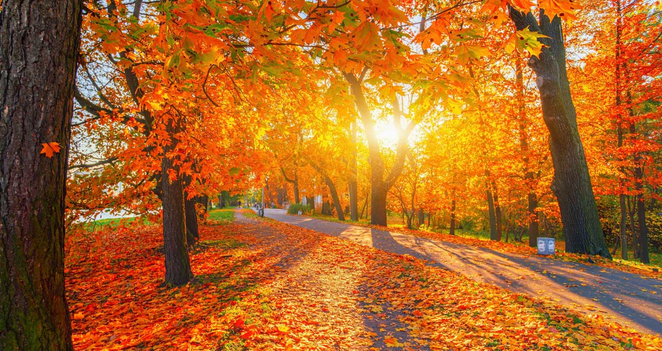 Leaf Peeping Across America