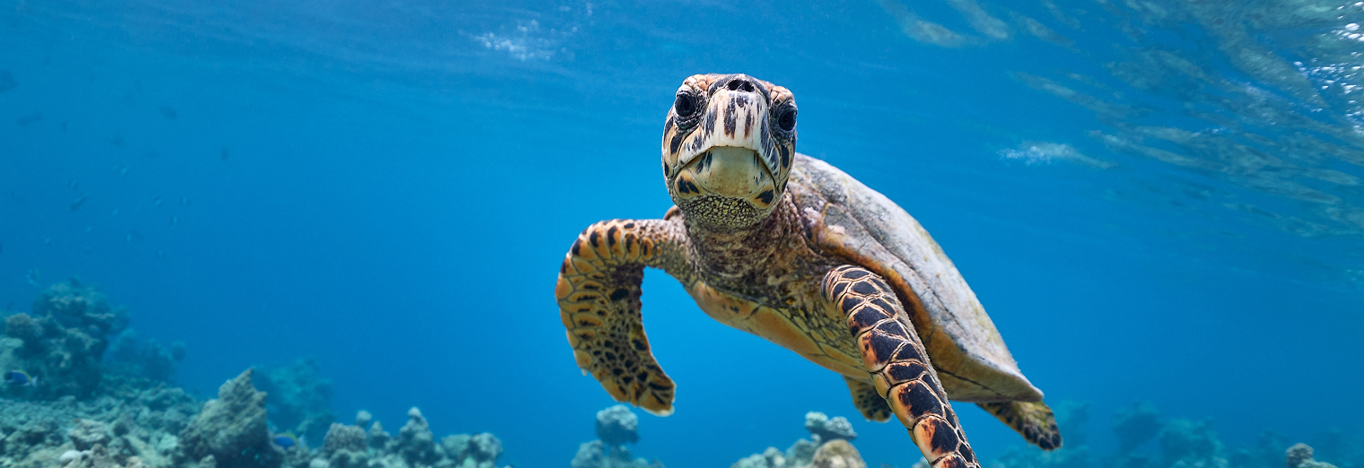 A sea turtle swims close to the camera in clear blue ocean water, with coral visible below and sunlight filtering down from above—an adventure as smooth as finding a spot at WallyPark Airport Parking.